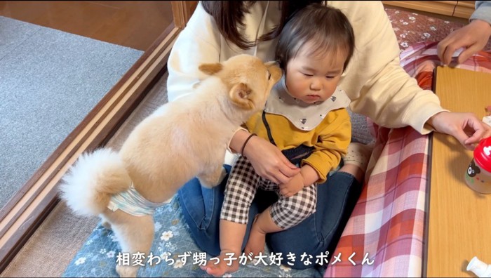 赤ちゃんの匂いを嗅ぐ犬