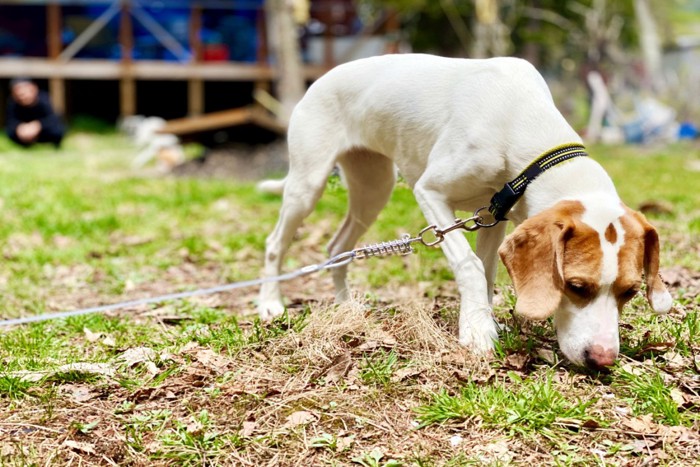 地面の匂いを嗅ぐ犬