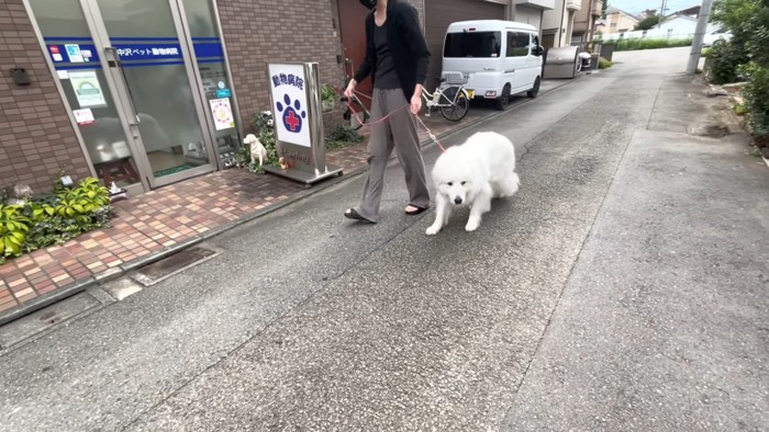 ションボリ顔で連行