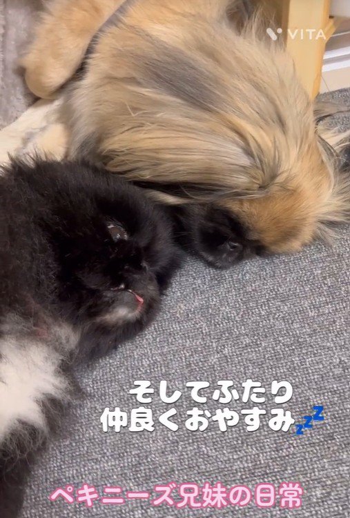 寄り添ってお昼寝♡