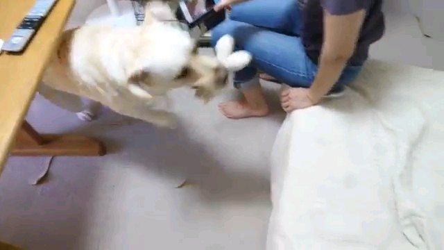 ぬいぐるみ咥える犬