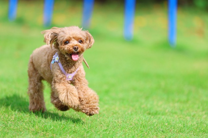 走るトイプードル