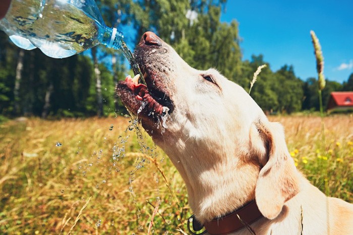 ペットボトルの水を飲む犬