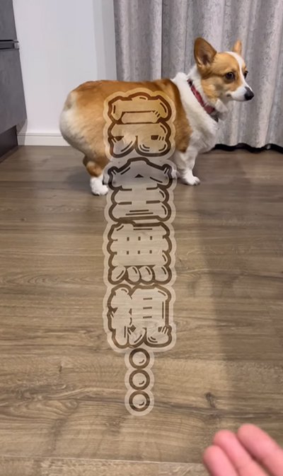 遠くから飼い主をチラ見する犬