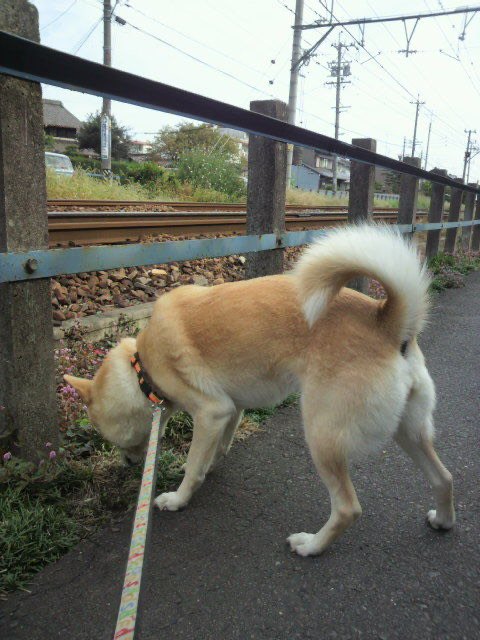 散歩する犬