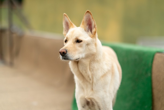 警戒するように周囲を見る珍島犬