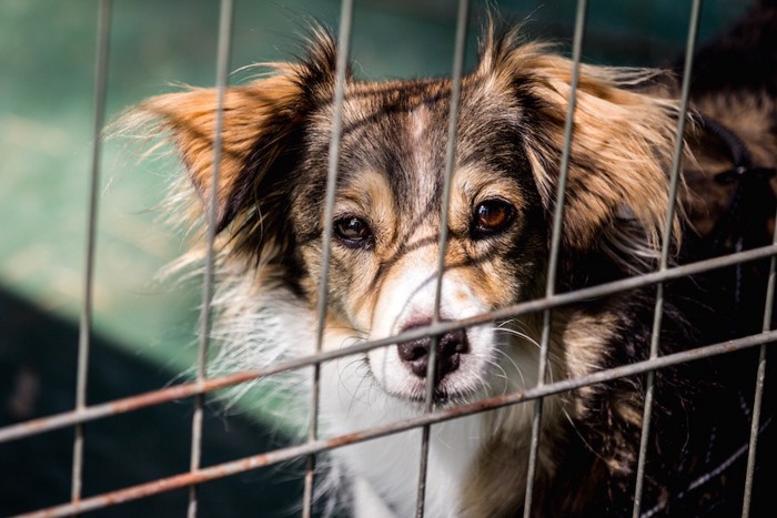 犬舎の中の毛の長い犬