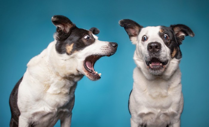 吠えている犬と驚いている犬