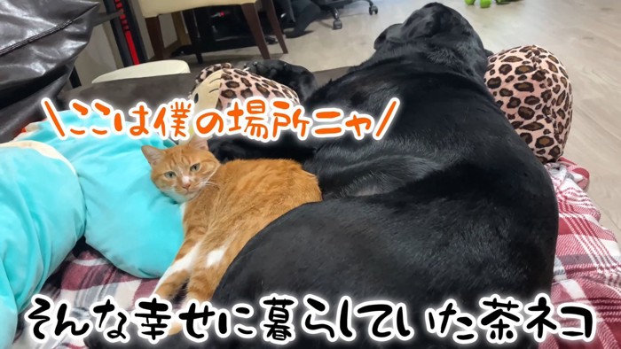 ムニくんと猫たちの尊い関係4