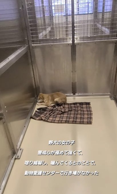 小さな野犬