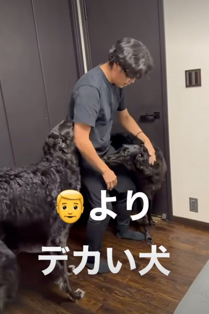ボルゾイを撫でるパパ