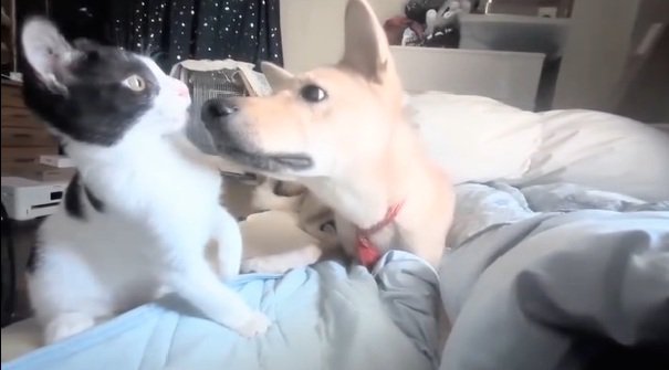 のけぞるパンダちゃん