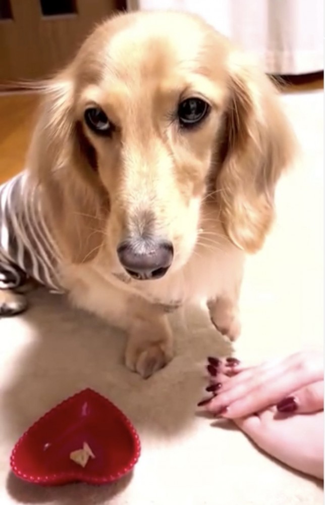 左足をあげる犬