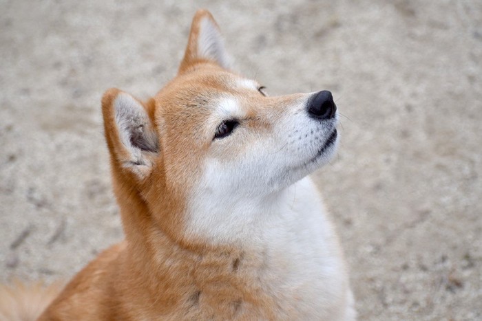 お座りして何かを見つめる柴犬