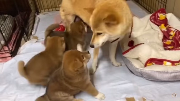 子犬を見つめるみかんママ