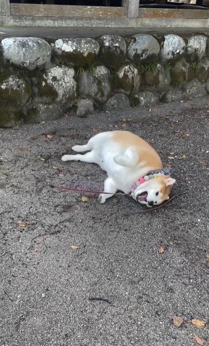 地面にドテンっ