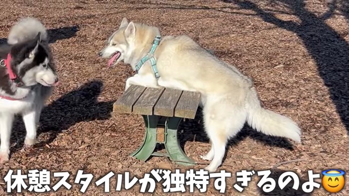 休憩するいちみちゃん