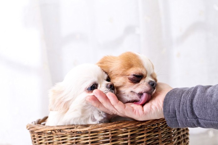 犬を撫でてる写真