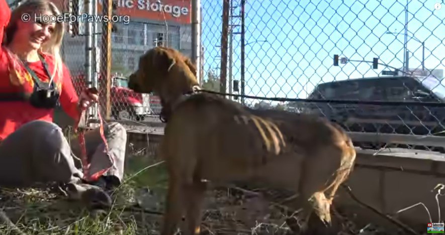 大人しく食べ物をもらう犬