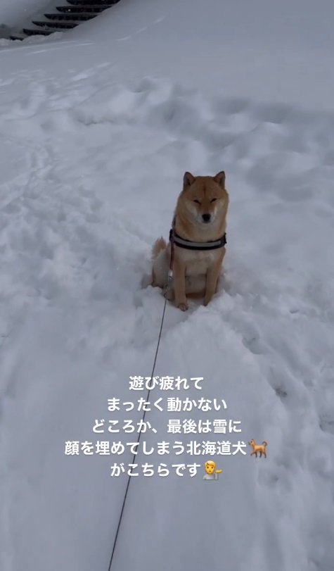 雪が降り積もる河川敷ですが…