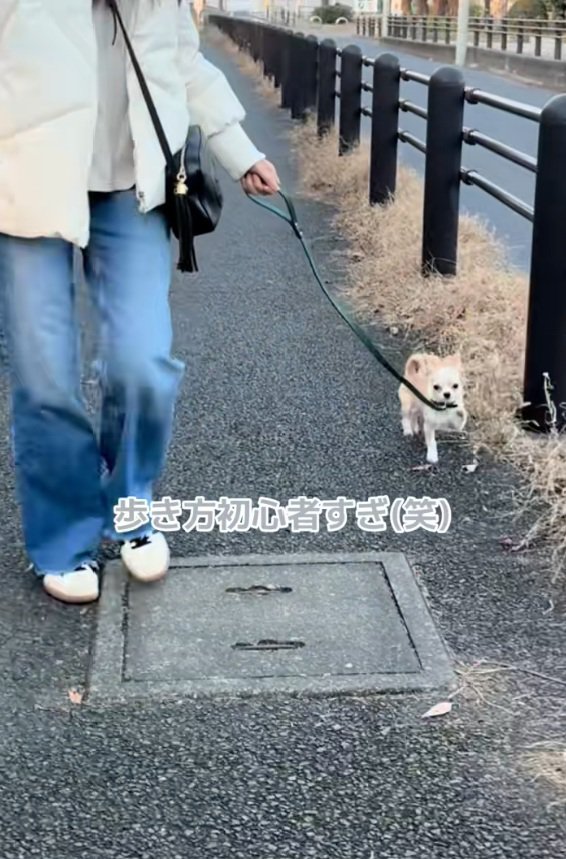 歩けるようになったこはくくん