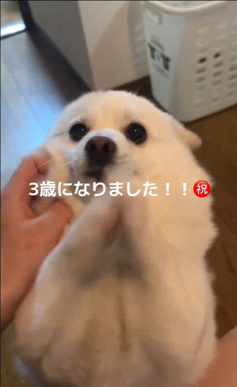 べらちゃんの3歳のお誕生日