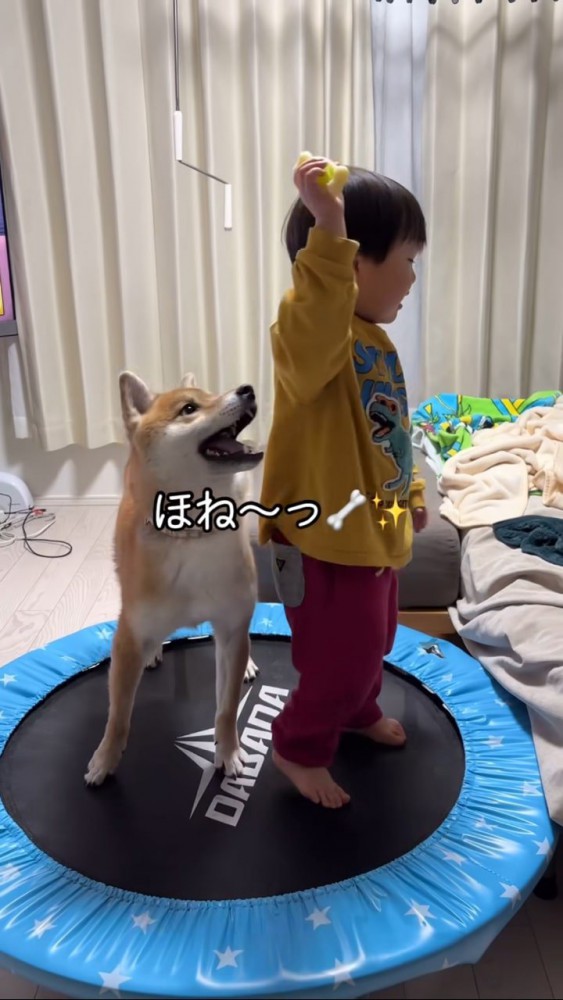 男の子が持つおもちゃを見上げる柴犬