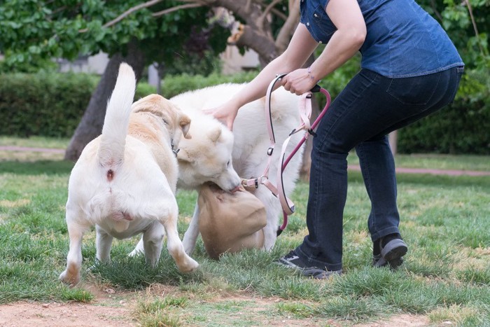 乱闘する犬を止めようとする飼い主