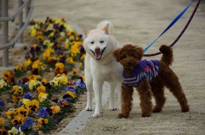 白柴とトイプー