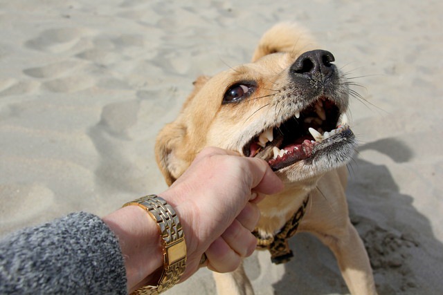 人の持つ物を引っ張っている犬