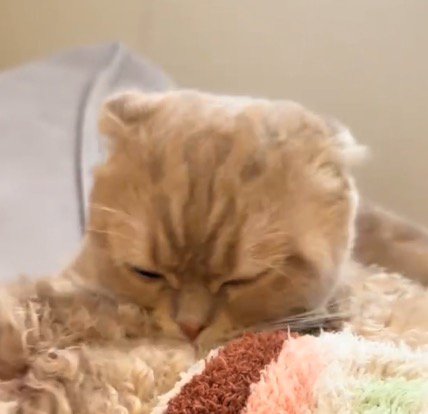 犬を毛繕いする猫