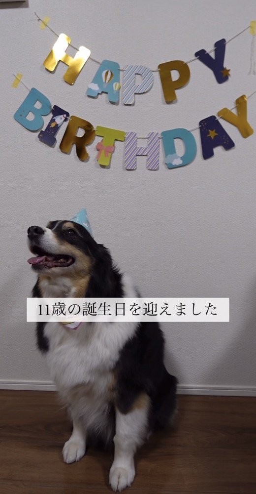 誕生日にとんがり帽子をかぶる犬
