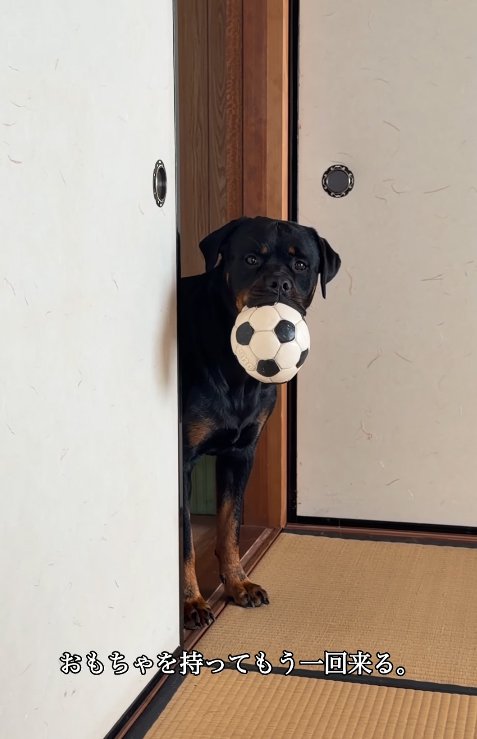 おもちゃをくわえている大型犬