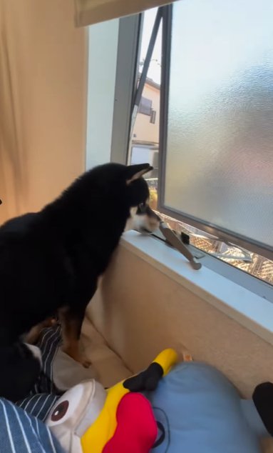 窓の外を眺める柴犬