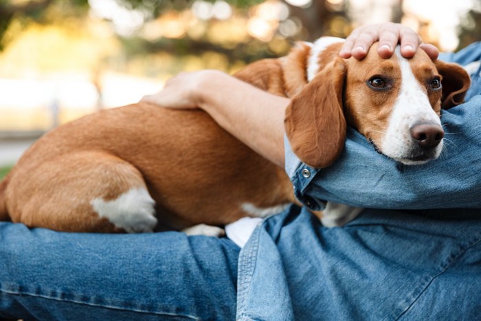 飼い主の膝の上で撫でられる犬