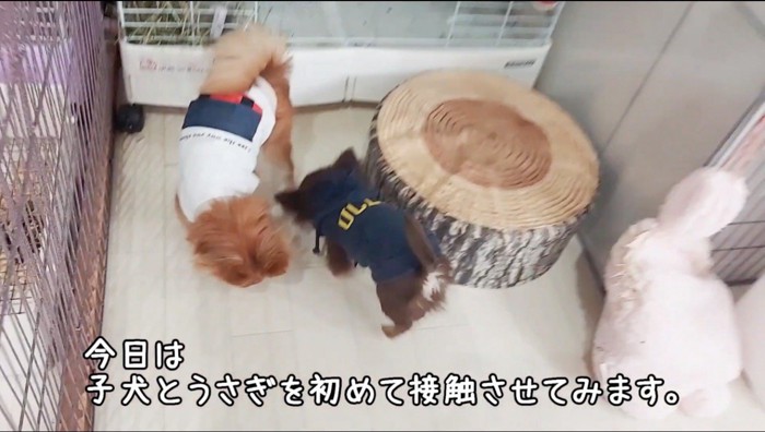 うさぎのケージに入って匂いを嗅ぐ2匹の犬