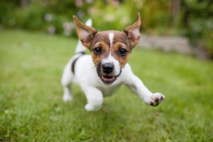 元気よく芝生を走る子犬