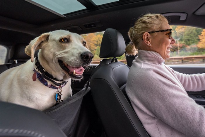 飼い主の運転する車の後部座席に乗っている犬