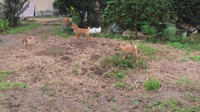 「あれ？誰か来た…」