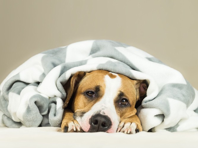 毛布にくるまった犬