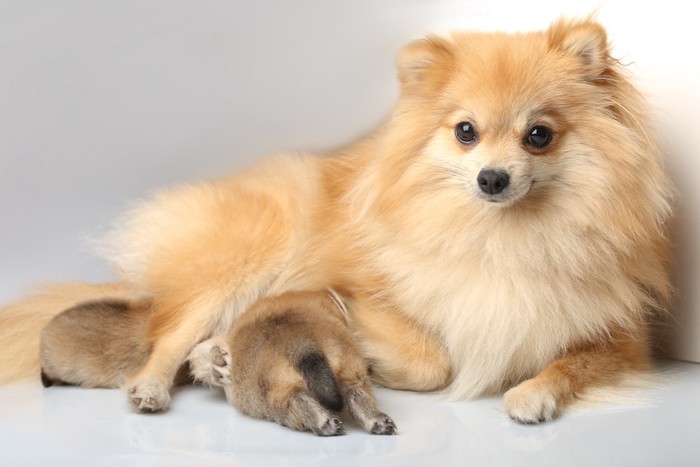 スピッツの母犬と子犬