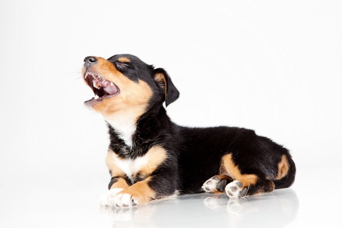 口を開けた白黒茶の垂れ耳の子犬、白い背景