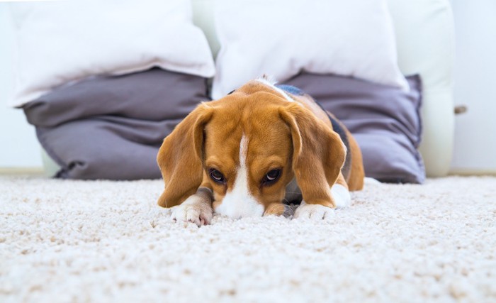 家のカーペットの上でくつろぐ犬