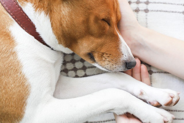 飼い主の手の上で寝る犬