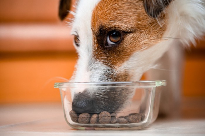 ドッグフードを食べる犬