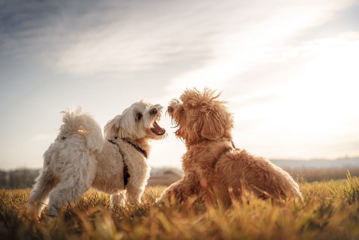 白と茶の犬