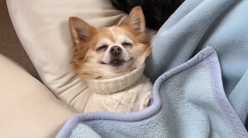 爆睡中の旦那さんと寄り添うアモちゃん3