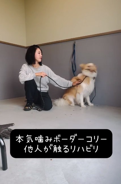 ボーダーコリーのそらくん