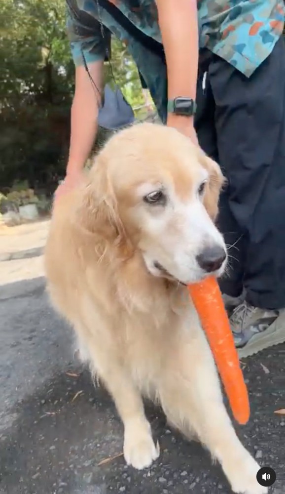 歩き出す犬