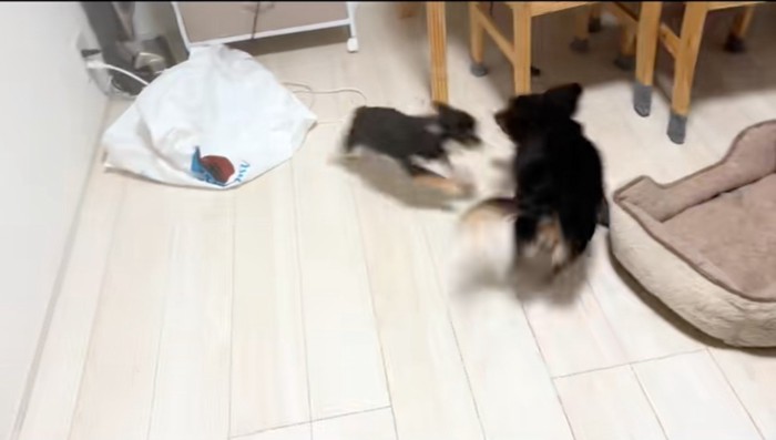 一緒に遊ぶ2匹の犬